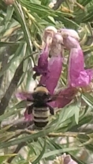 Bombus pensylvanicus