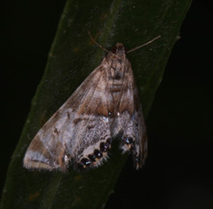 Petrophila confusalis