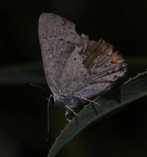 Lycaenidae