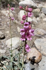 Penstemon floridus