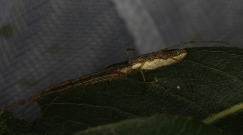 Tetragnathidae