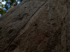 Leptomyrmex rufithorax