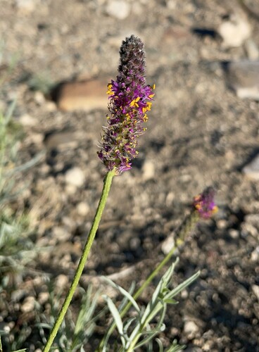 Image of Dalea searlsiae by (c) Nancy Overholtz, some rights reserved (CC BY-SA)