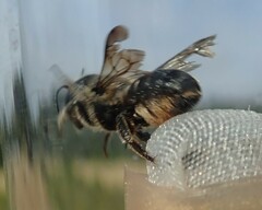 Osmia dimidiata