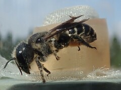 Osmia dimidiata