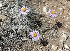 Erigeron clokeyi