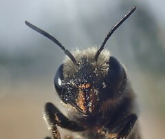 Osmia dimidiata