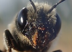 Osmia dimidiata