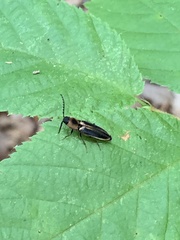 Megapenthes limbalis