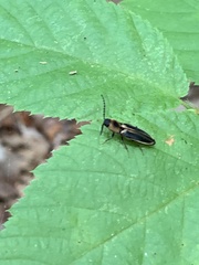 Megapenthes limbalis