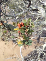 Arctostaphylos morroensis