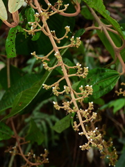 Miconia eriodonta