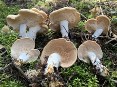 Hydnum washingtonianum