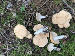 Hydnum washingtonianum