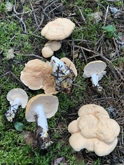 Hydnum washingtonianum