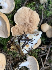 Hydnum washingtonianum