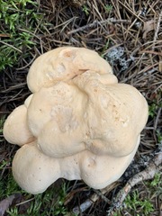 Hydnum washingtonianum