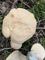 Hydnum washingtonianum