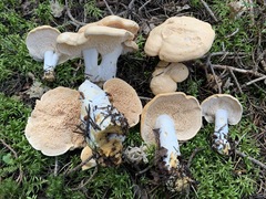 Hydnum washingtonianum