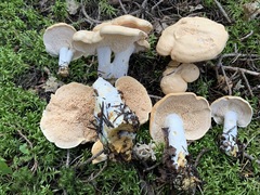 Hydnum washingtonianum