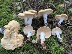 Hydnum washingtonianum