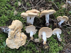 Hydnum washingtonianum