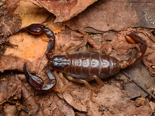 Western Forest Scorpion