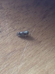 Pediopsoides distinctus