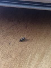 Pediopsoides distinctus