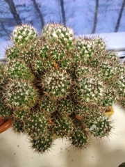 Mammillaria compressa