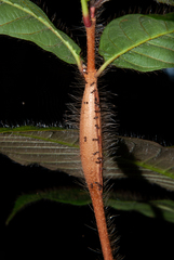 Cordia nodosa