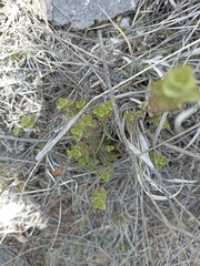 Brickellia veronicifolia