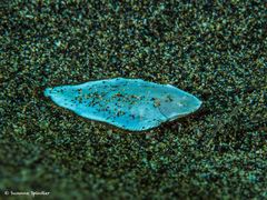 Synapturichthys kleinii