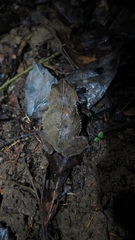 Rhinella dapsilis