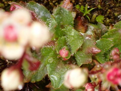 Micranthes stellaris