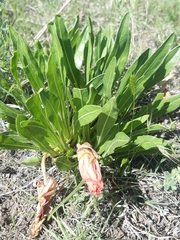 Oenothera howardii