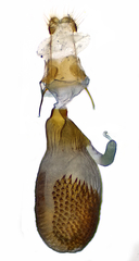 Eupithecia indistincta