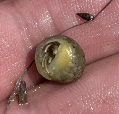 Clibanarius vittatus