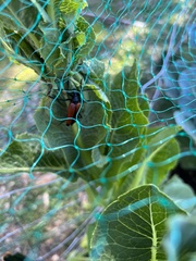 Stenelytrana emarginata
