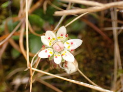 Micranthes stellaris
