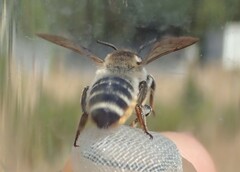 Megachile albisecta