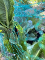 Stenelytrana emarginata