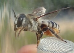 Megachile albisecta