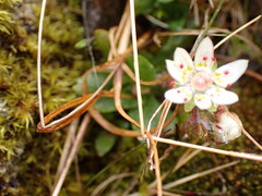 Micranthes stellaris