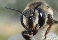 Megachile albisecta