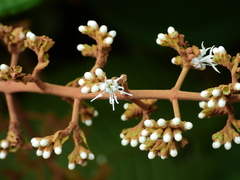 Miconia eriodonta