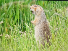 Spermophilus major