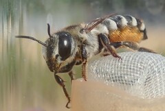 Megachile albisecta