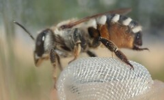 Megachile albisecta