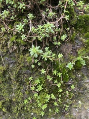 Sedum litoreum